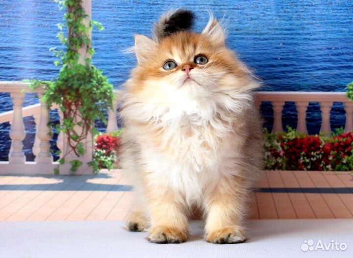 Британская длинношерстная кошка