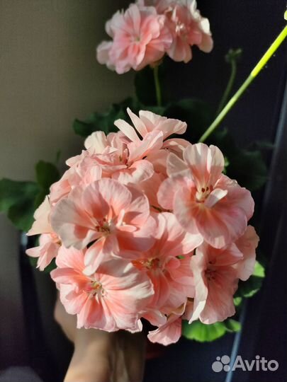 Пеларгония, герань сортовая PAC Salmon Princess