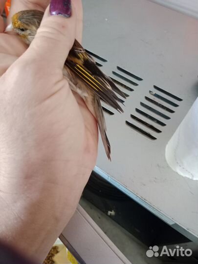 Розелла пинантная пара