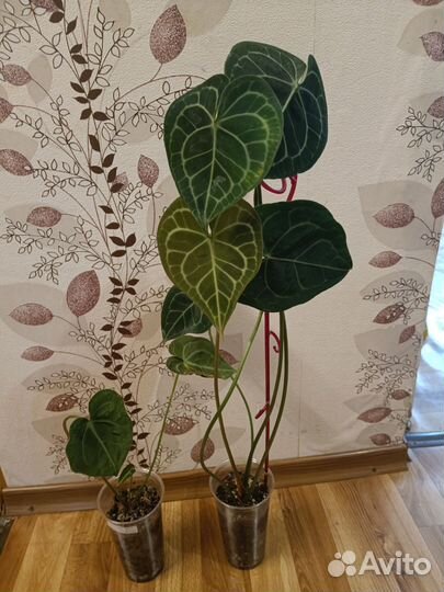 Антуриум кларинервиум хрустальный