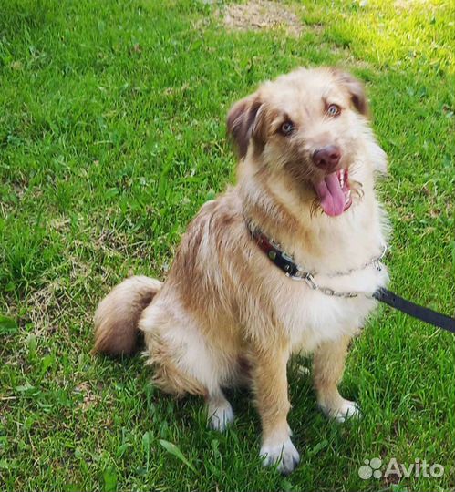 Помесь терьера