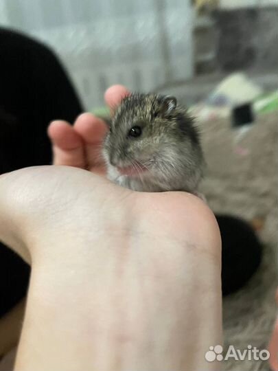 Джунгарский хомяк с клеткой