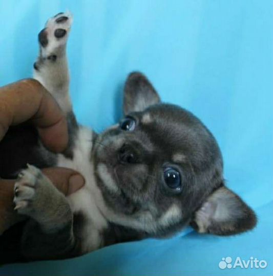 Чихуахуа голубой мальчик