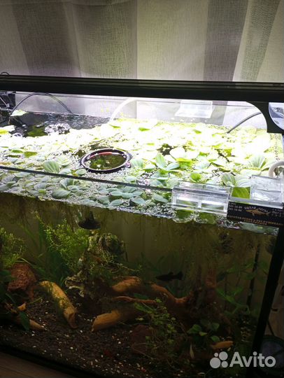 Пистия аквариумное растение