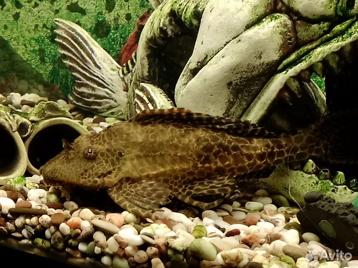 Аквариум с обитателями и инвентарем