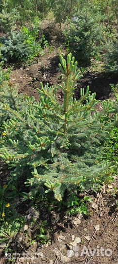 Ель голубая