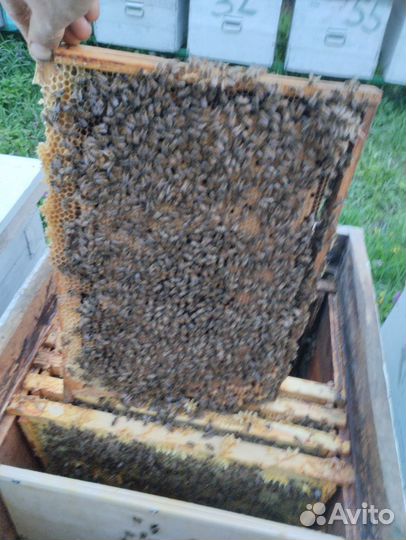 Пчелопакеты и матки Карника Скленар, Бакфаст