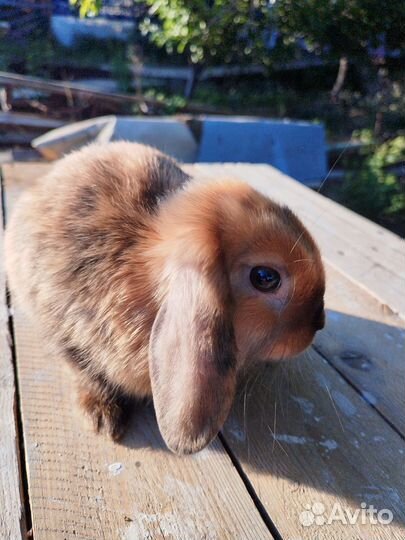 Карликовые, декоративные кролики