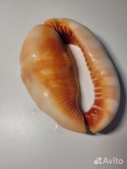 Ракушка пепельница