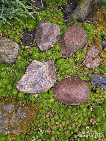 Суккуленты садовые