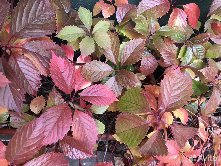 Девичий виноград