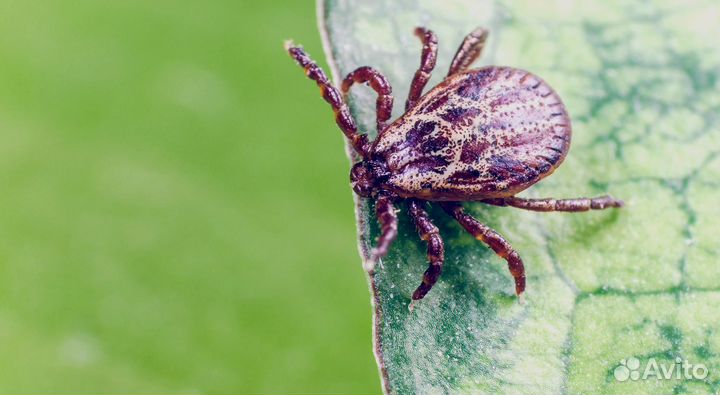 Уничтожение клопов, тараканов, плесени, мышей