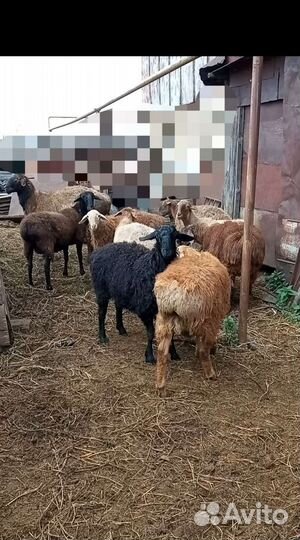 Овцы и баран