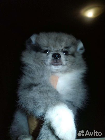 Эксклюзив