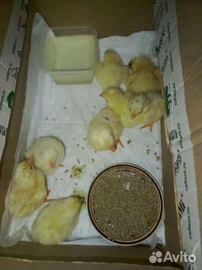 Цыплята суточные несушки