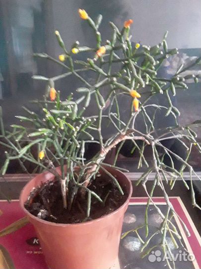 Кактусы и суккуленты
