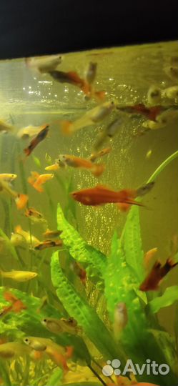 Аквариумные рыбки