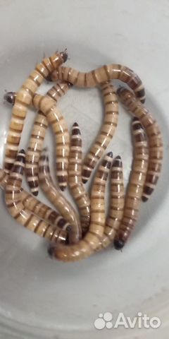 Кормовые насекомые. Личинка жука Зофобаса