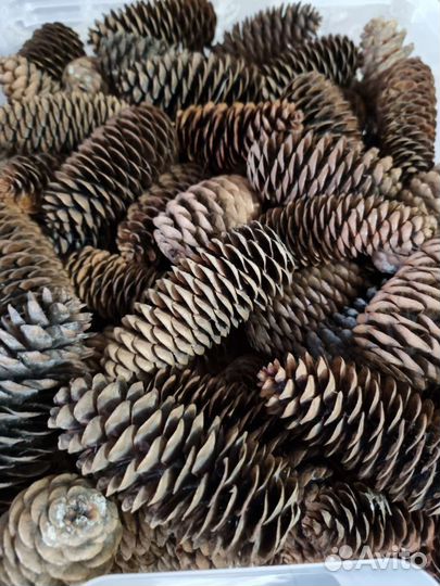 Шишки еловые