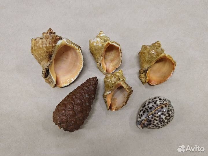Морские ракушки раковины и шишка