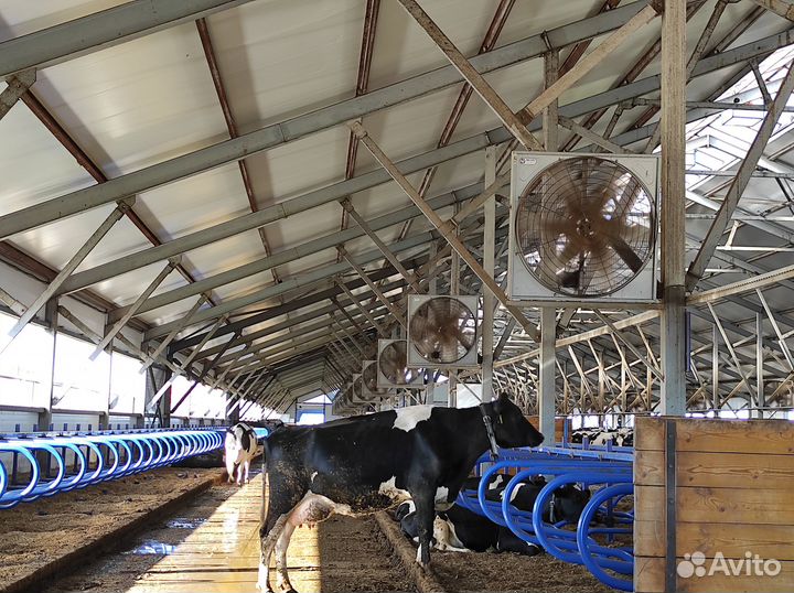 Молоко оптом высший сорт. от 13000 кг