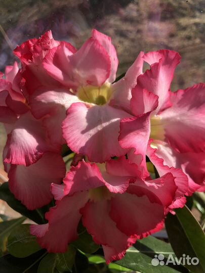 Адениум абессум