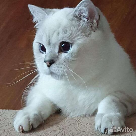 Кот. Вязка, чемпион