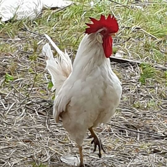 Козлята нубийск., зааненско-альпийск, навоз, петух