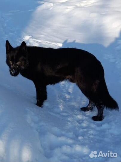 Щенки немецкой овчарки