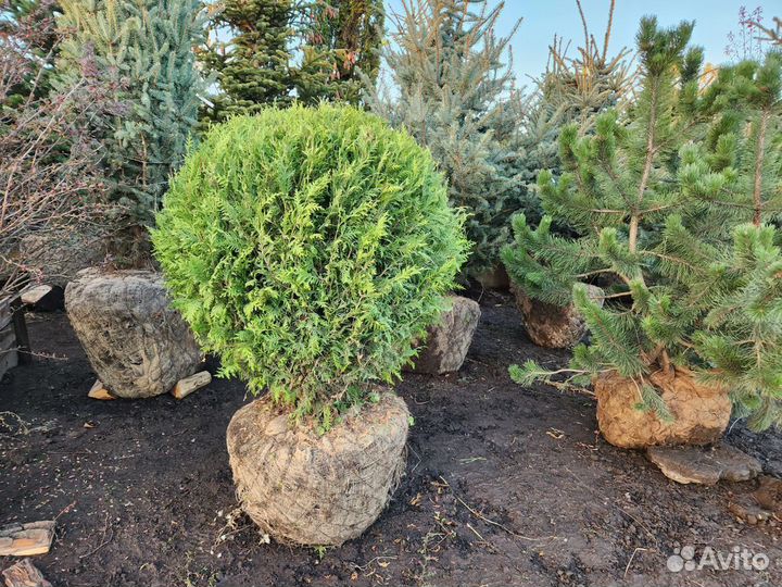 Туя брабант шар