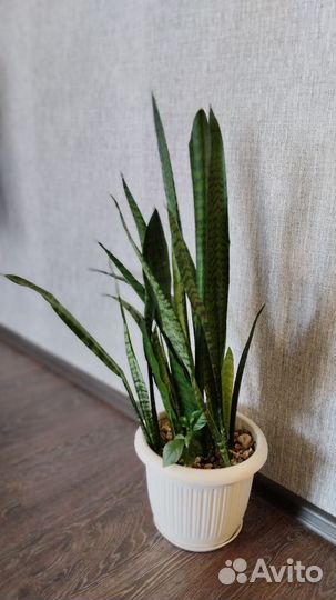 Сансевиерия