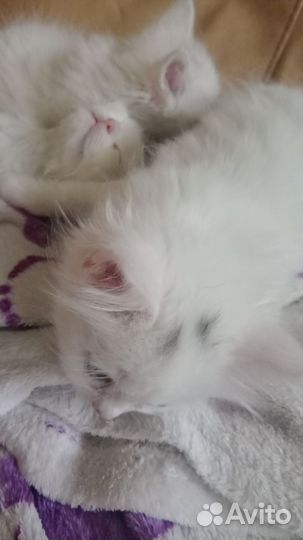 Котята турецкой ангоры