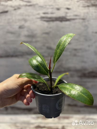 Фикус эластика