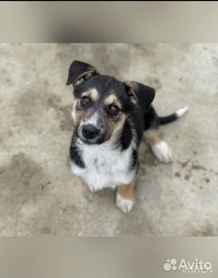 Щенок (собака)