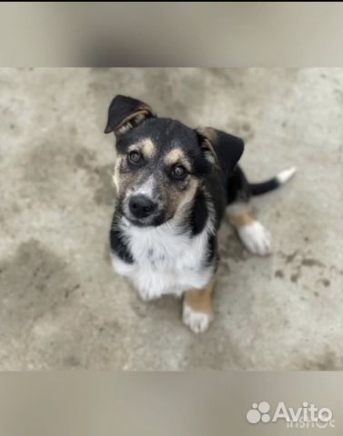 Щенок (собака)