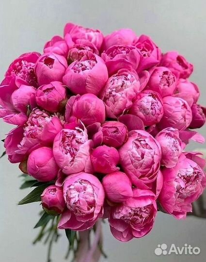 Пионы Цветы Доставка