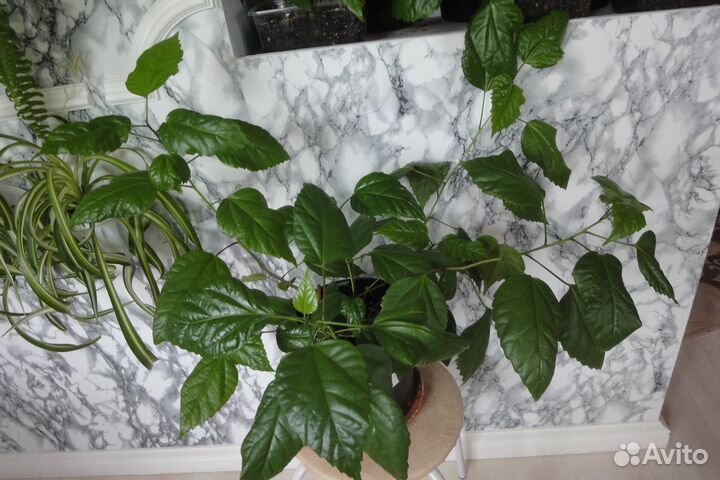 Лоу Райдер Гибискус хлорофитум крассула