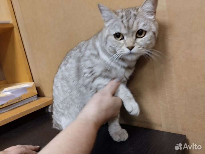 Найдена кошка