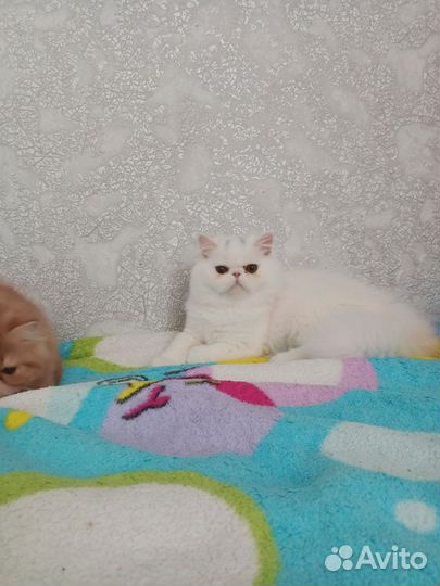 Персы котики