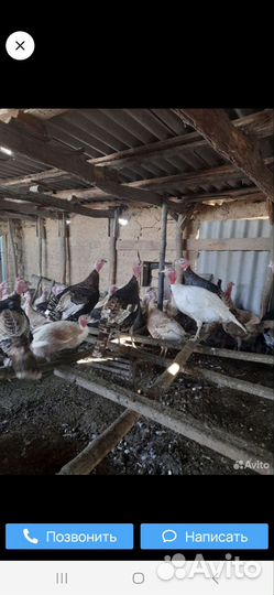 Индюки живым весом