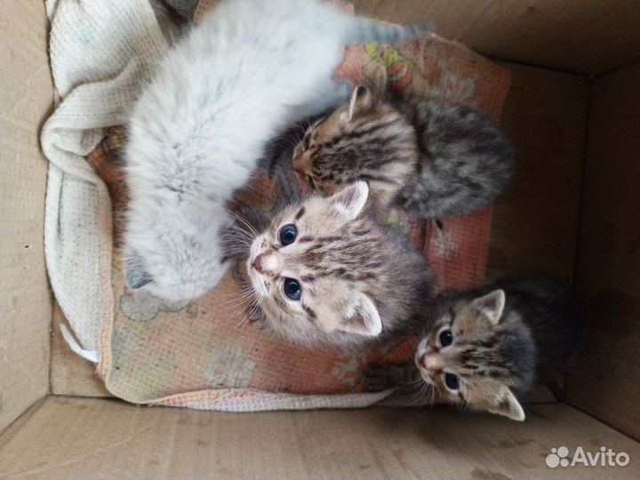 Котята отдам в добрые руки бесплатно