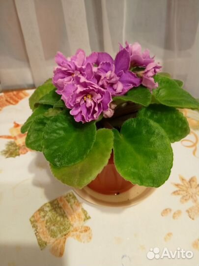 Фиалки цветущие в горшке