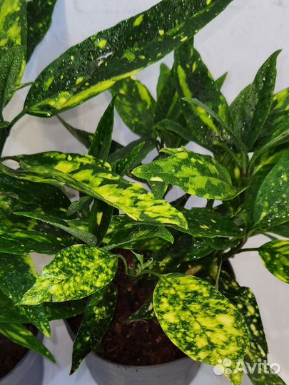 Вариегатная Аукуба японская сорт Голден Кинг