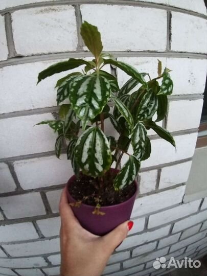 Пилея кадье,пеларгония