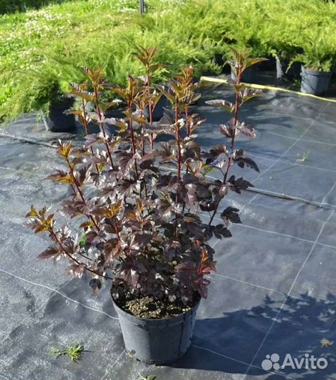 Пузыреплодник калинолистный