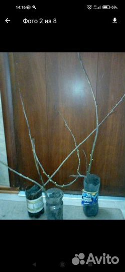 Клубника, саженцы, цветы многолетние