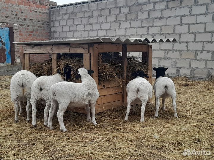 Баранчики Дорпер