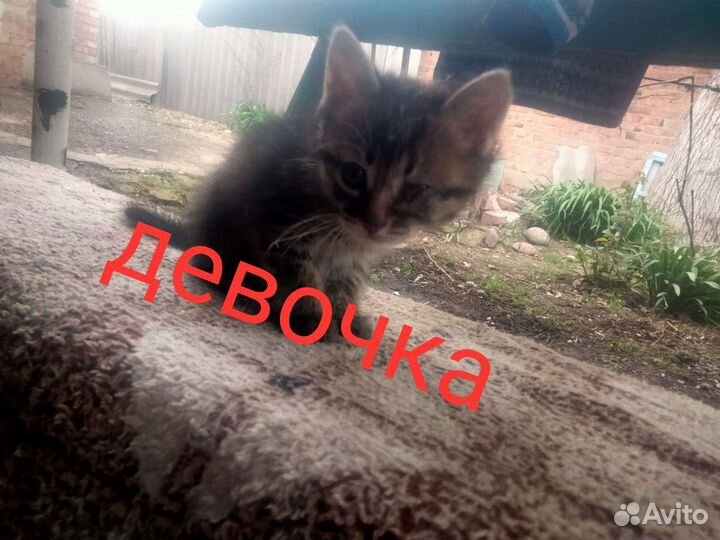 Котята в добрые руки бесплатно