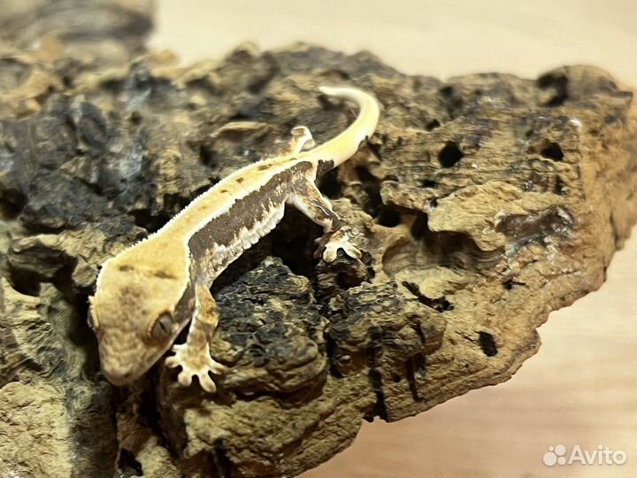 Реснитчатый бананоед малыши Lily White