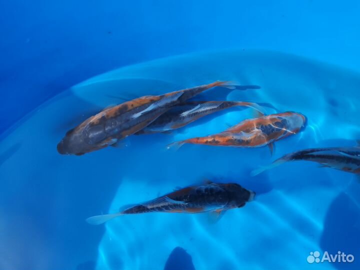 Карп кои породы Шусуи